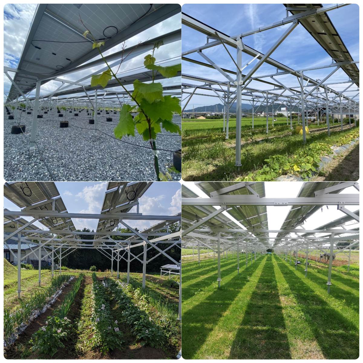 solar farm1